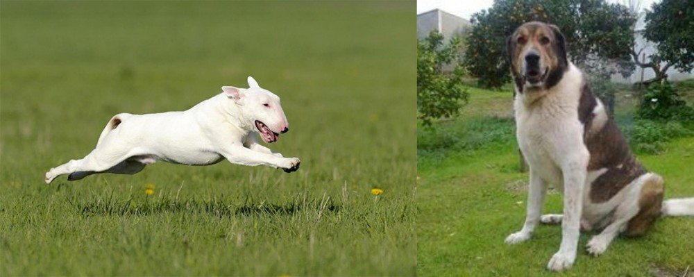 Cao de Gado Transmontano vs Bull Terrier - Breed Comparison