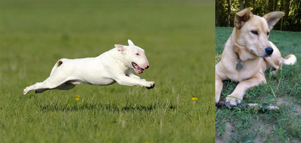 Carolina Dog vs Bull Terrier - Breed Comparison