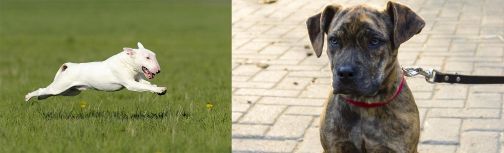 Catahoula Bulldog vs Bull Terrier - Breed Comparison