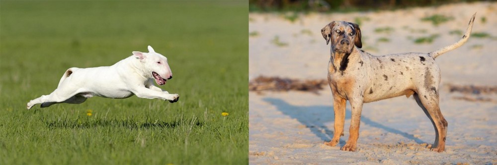 Catahoula Cur vs Bull Terrier - Breed Comparison