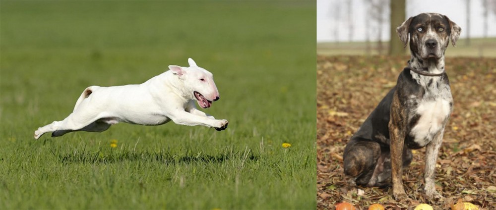 Catahoula Leopard vs Bull Terrier - Breed Comparison