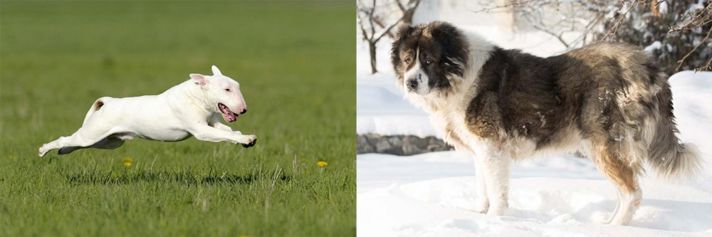Caucasian Shepherd vs Bull Terrier - Breed Comparison