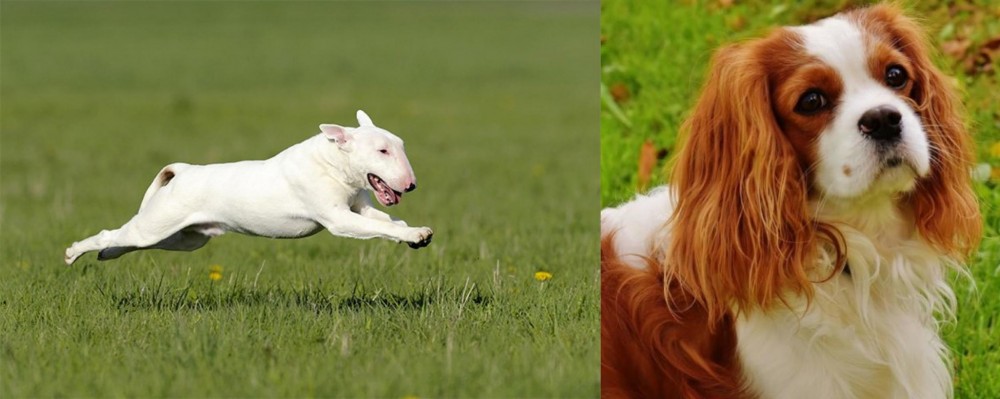 Cavalier King Charles Spaniel vs Bull Terrier - Breed Comparison