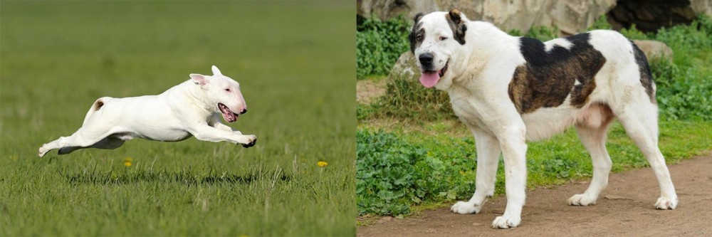 Central Asian Shepherd vs Bull Terrier - Breed Comparison