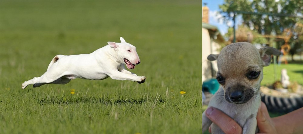 Chihuahua vs Bull Terrier - Breed Comparison
