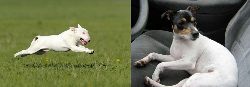 Chilean Fox Terrier vs Bull Terrier - Breed Comparison