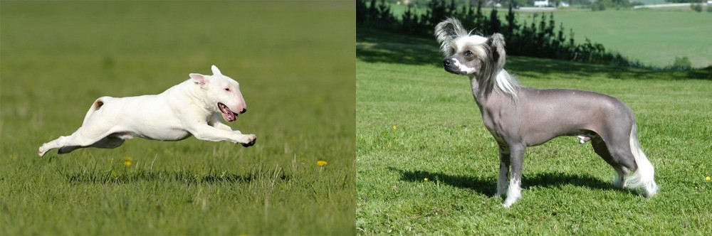 Chinese Crested Dog vs Bull Terrier - Breed Comparison