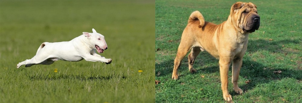 Chinese Shar Pei vs Bull Terrier - Breed Comparison