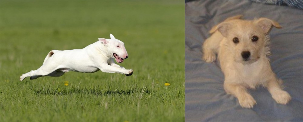 Chipoo vs Bull Terrier - Breed Comparison
