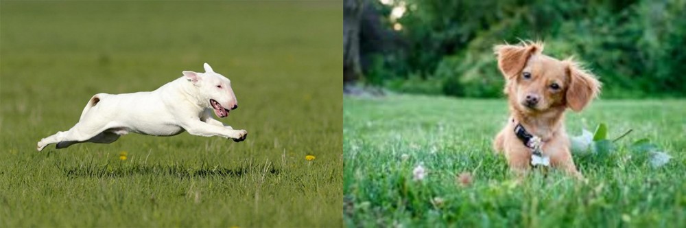 Chiweenie vs Bull Terrier - Breed Comparison