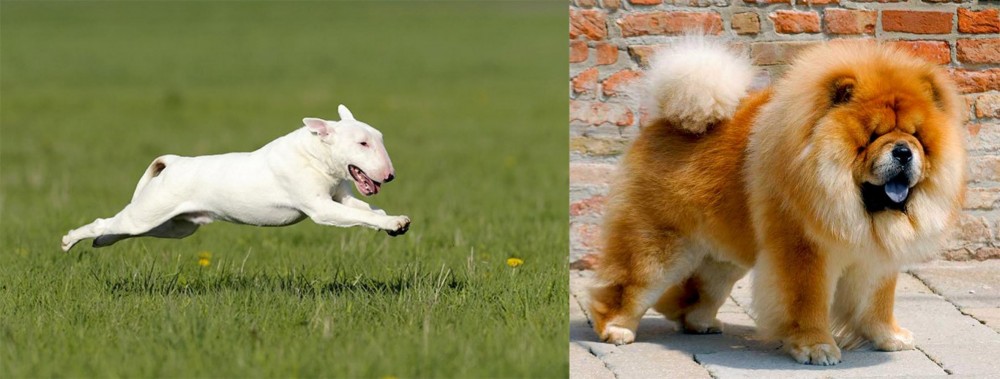 Chow Chow vs Bull Terrier - Breed Comparison