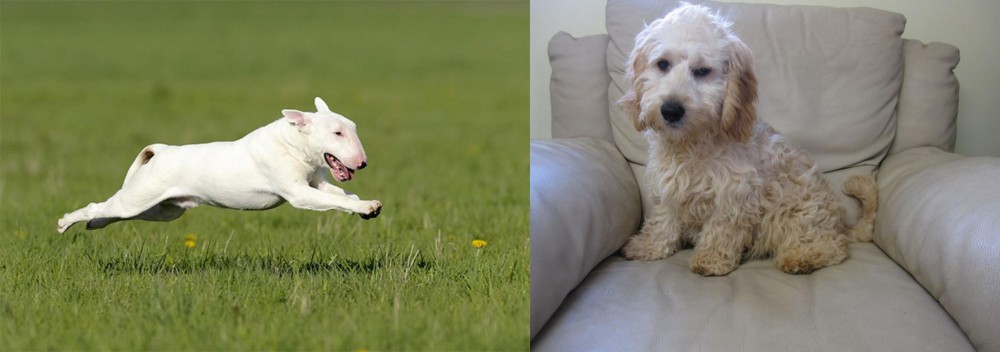 Cockachon vs Bull Terrier - Breed Comparison