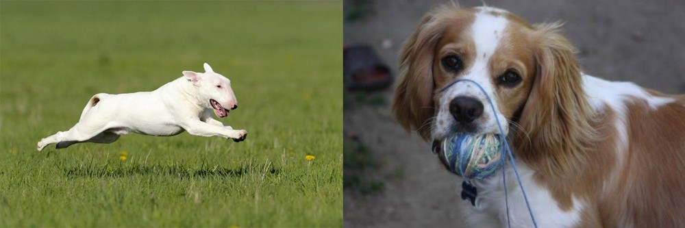 Cockalier vs Bull Terrier - Breed Comparison