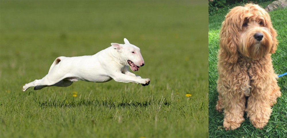 Cockapoo vs Bull Terrier - Breed Comparison