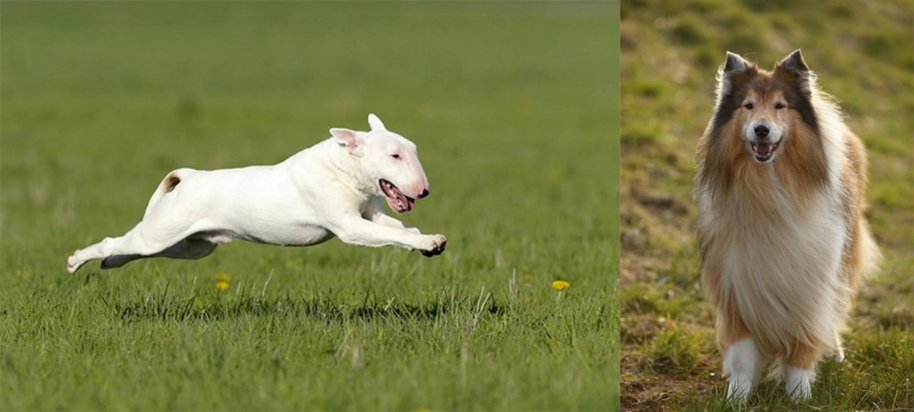 Collie vs Bull Terrier - Breed Comparison