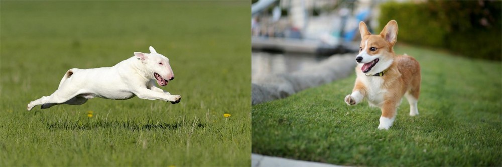 Corgi vs Bull Terrier - Breed Comparison