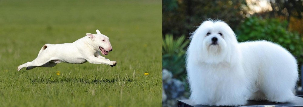 Coton De Tulear vs Bull Terrier - Breed Comparison