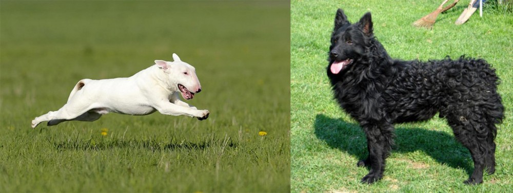 Croatian Sheepdog vs Bull Terrier - Breed Comparison