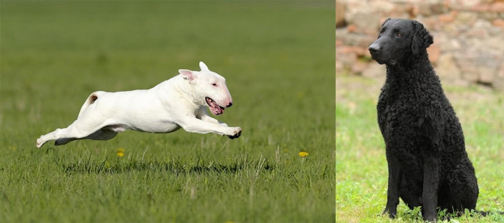 Curly Coated Retriever vs Bull Terrier - Breed Comparison