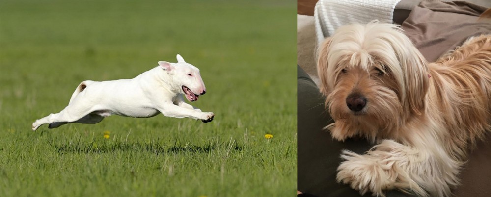 Cyprus Poodle vs Bull Terrier - Breed Comparison