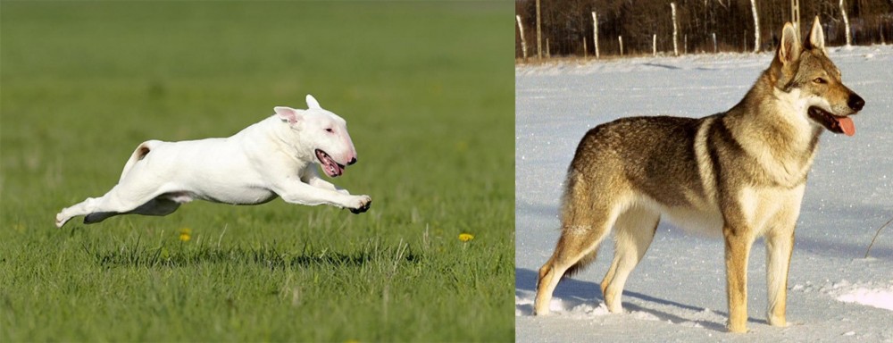 Czechoslovakian Wolfdog vs Bull Terrier - Breed Comparison