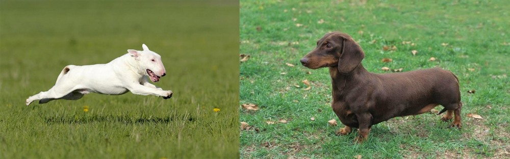 Dachshund vs Bull Terrier - Breed Comparison