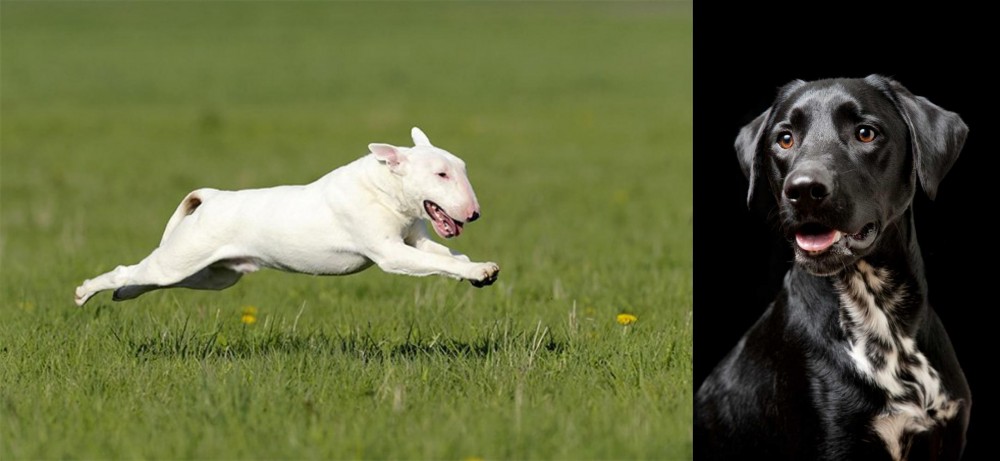 Dalmador vs Bull Terrier - Breed Comparison