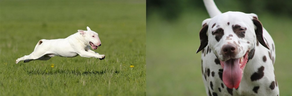 Dalmatian vs Bull Terrier - Breed Comparison