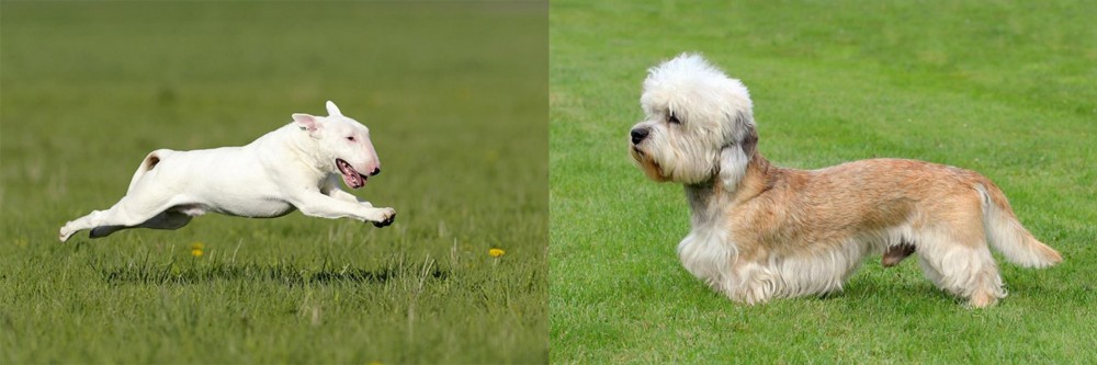 Dandie Dinmont Terrier vs Bull Terrier - Breed Comparison