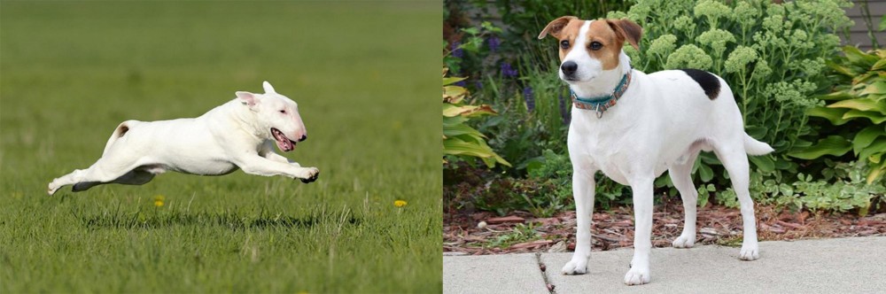 Danish Swedish Farmdog vs Bull Terrier - Breed Comparison