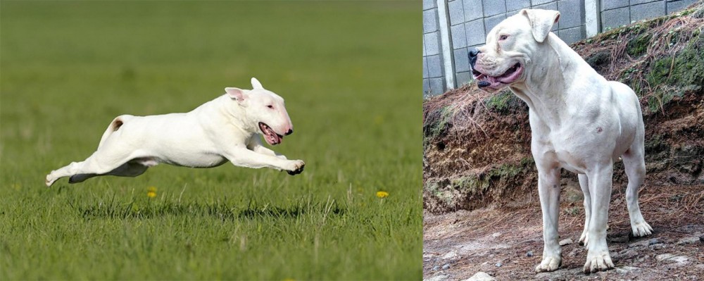 Dogo Guatemalteco vs Bull Terrier - Breed Comparison
