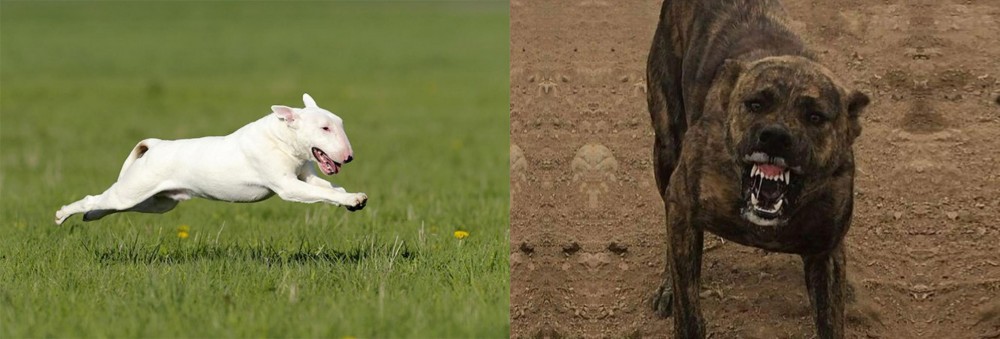 Dogo Sardesco vs Bull Terrier - Breed Comparison