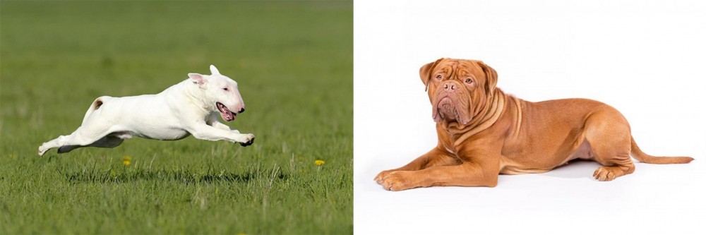 Dogue De Bordeaux vs Bull Terrier - Breed Comparison