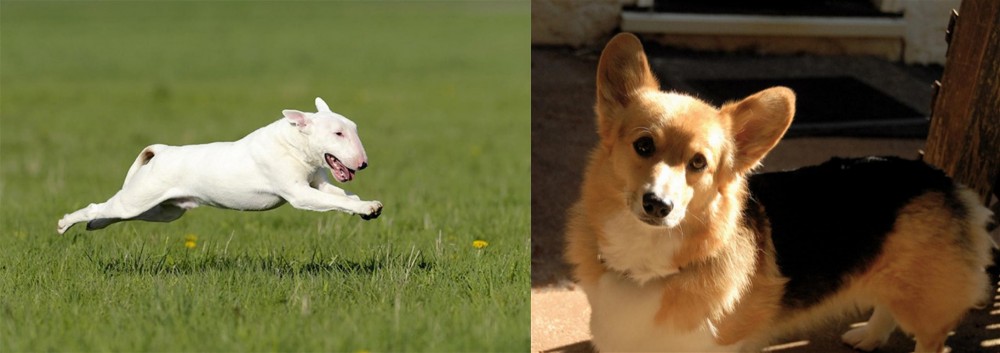 Dorgi vs Bull Terrier - Breed Comparison