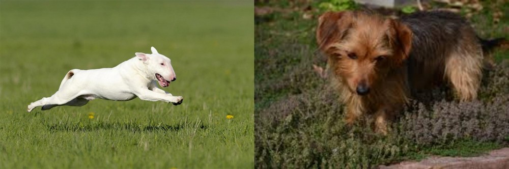 Dorkie vs Bull Terrier - Breed Comparison