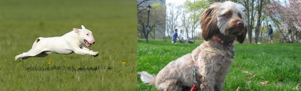 Doxiepoo vs Bull Terrier - Breed Comparison