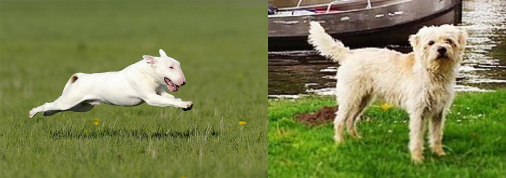 Dutch Smoushond vs Bull Terrier - Breed Comparison