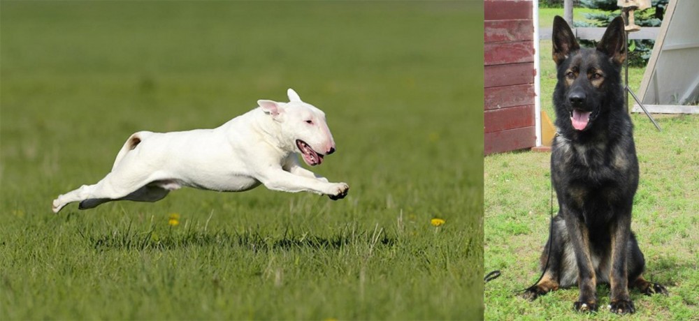 East German Shepherd vs Bull Terrier - Breed Comparison