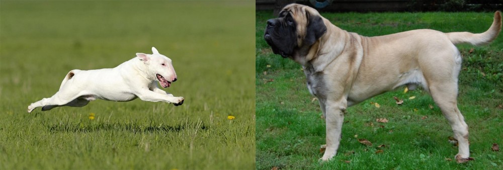 English Mastiff vs Bull Terrier - Breed Comparison