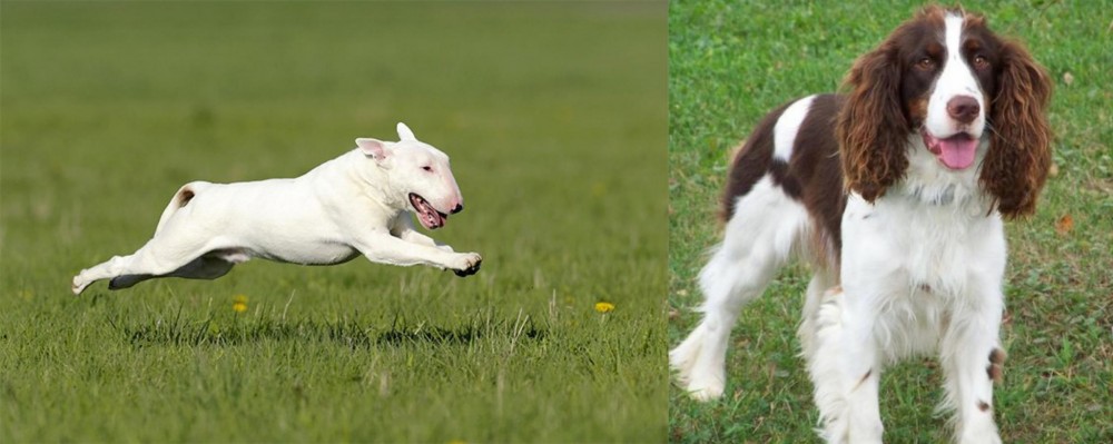 English Springer Spaniel vs Bull Terrier - Breed Comparison