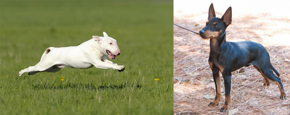 English Toy Terrier (Black & Tan) vs Bull Terrier - Breed Comparison