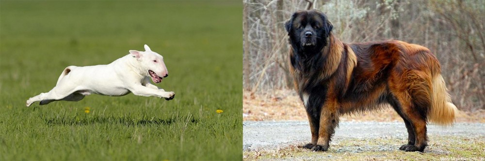 Estrela Mountain Dog vs Bull Terrier - Breed Comparison