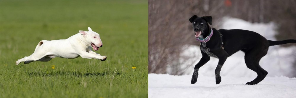 Eurohound vs Bull Terrier - Breed Comparison