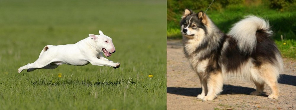Finnish Lapphund vs Bull Terrier - Breed Comparison