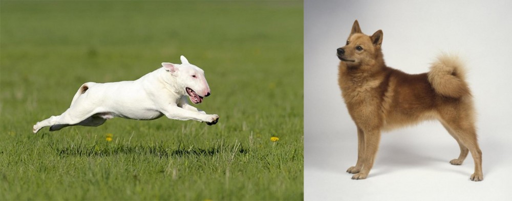 Finnish Spitz vs Bull Terrier - Breed Comparison