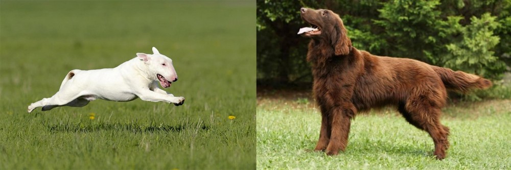 Flat-Coated Retriever vs Bull Terrier - Breed Comparison