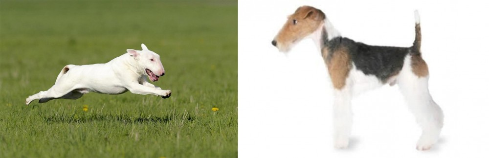 Fox Terrier vs Bull Terrier - Breed Comparison