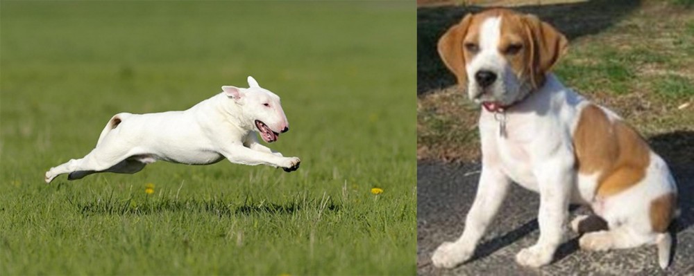 Francais Blanc et Orange vs Bull Terrier - Breed Comparison