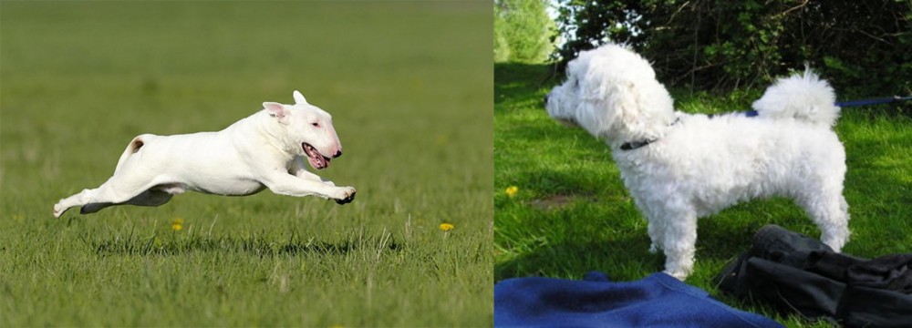 Franzuskaya Bolonka vs Bull Terrier - Breed Comparison
