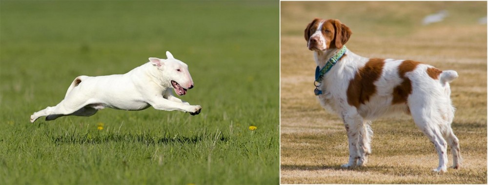 French Brittany vs Bull Terrier - Breed Comparison